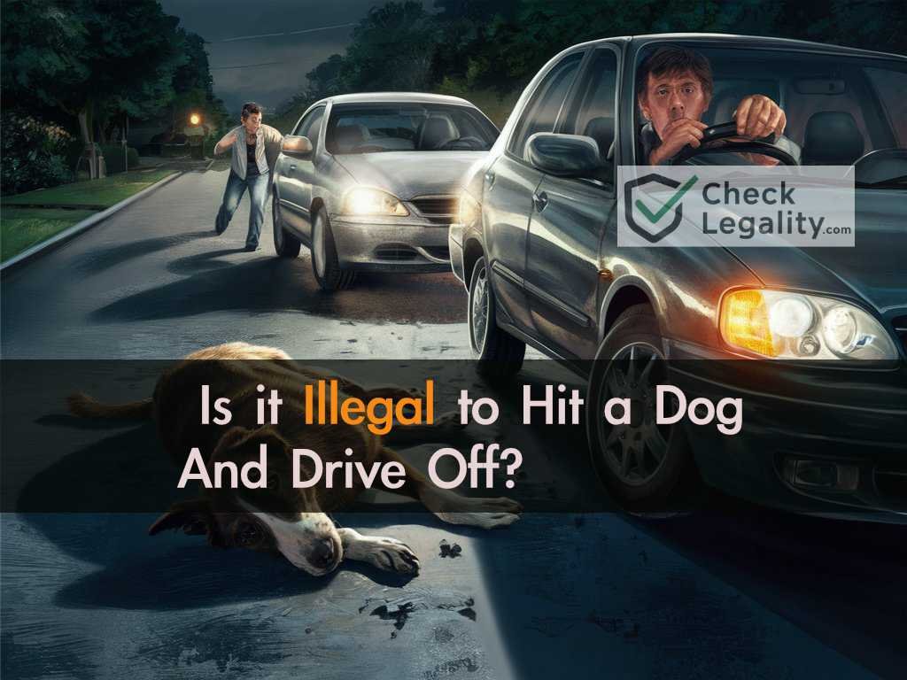 Is it Illegal to Hit a Dog And Drive Off?