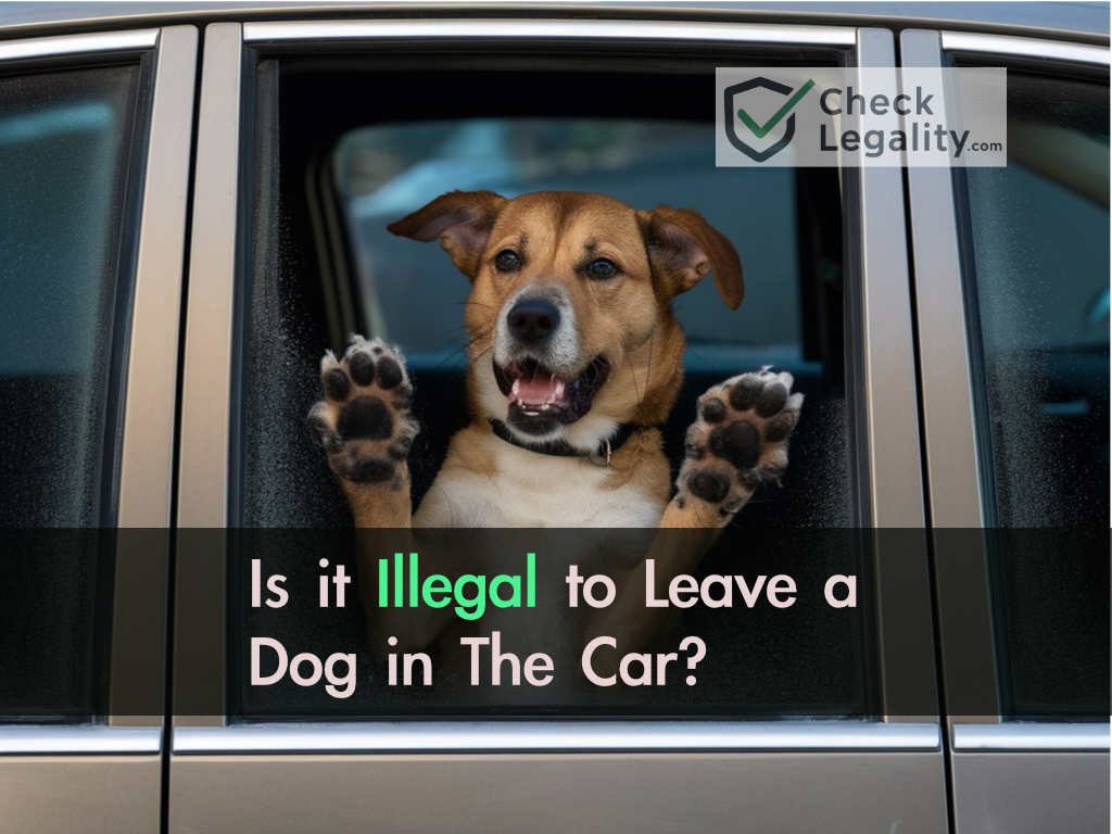 Is it Illegal to Leave a Dog in The Car? Everything You Need to Know
